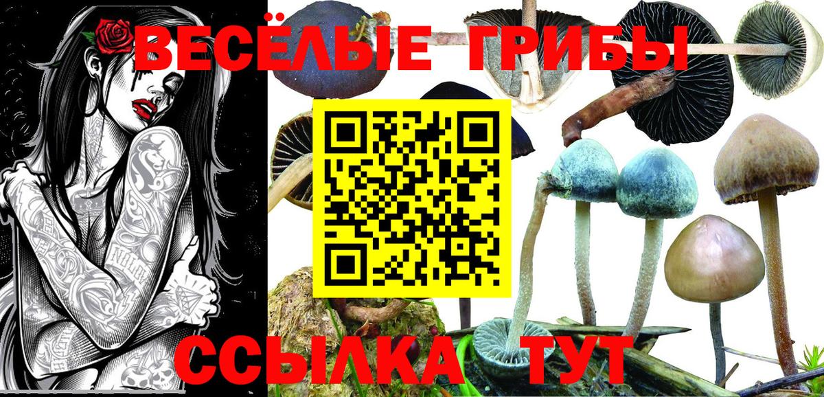 Псилоцибиновые грибы Psilocybe  Вход с VPN  Галлюциногенные грибы Psilocybe  Фурманов 
